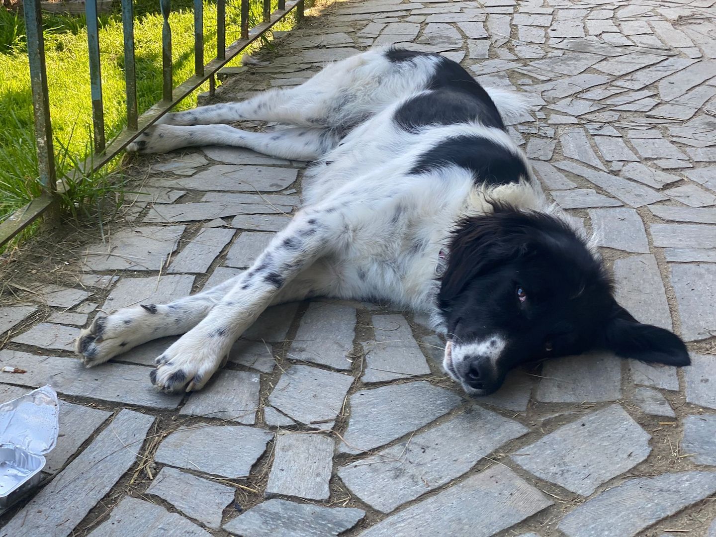 Sehr lieber Schmusehund