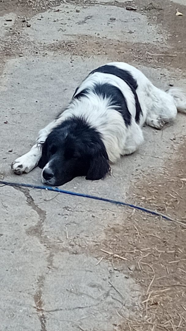 Sehr lieber Schmusehund