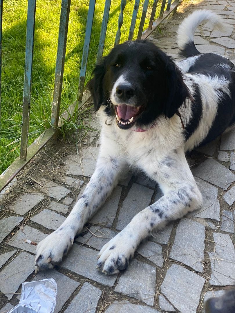 Sehr lieber Schmusehund