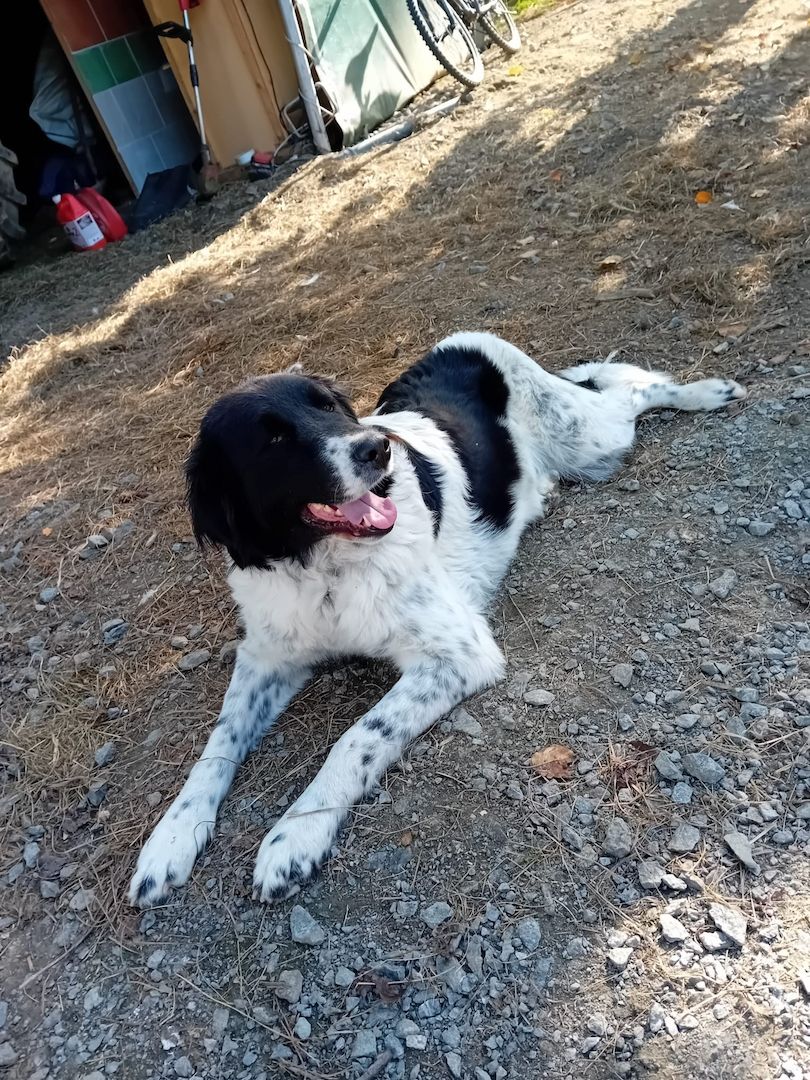 Sehr lieber Schmusehund