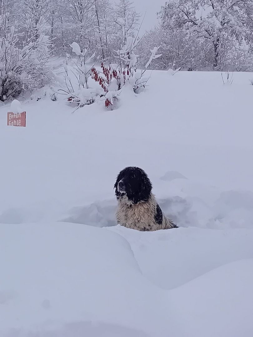Sehr lieber Schmusehund