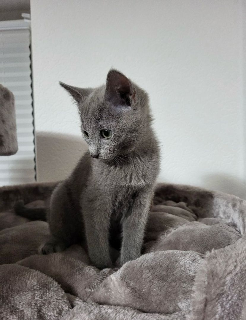 Russisch Blau Kitten