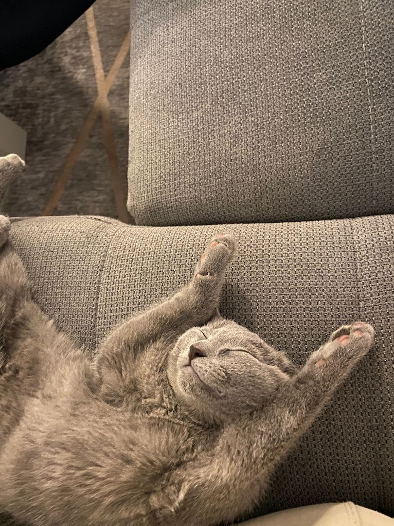 Russisch Blau Kitten