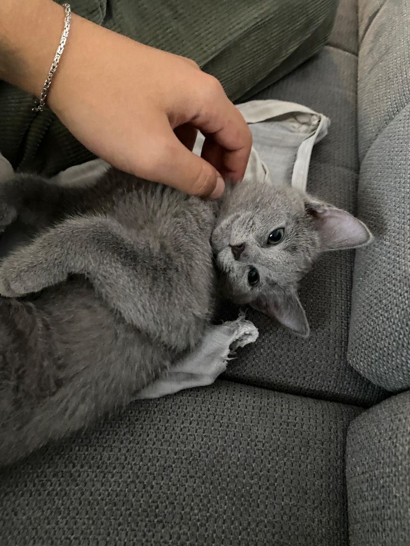 Russisch Blau Kitten