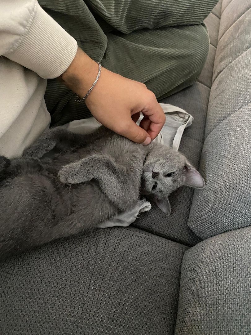 Russisch Blau Kitten