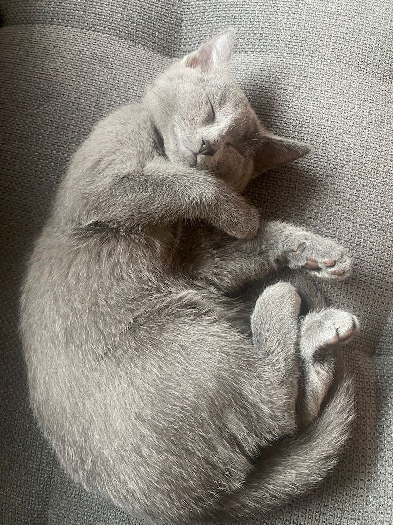 Russisch Blau Kitten