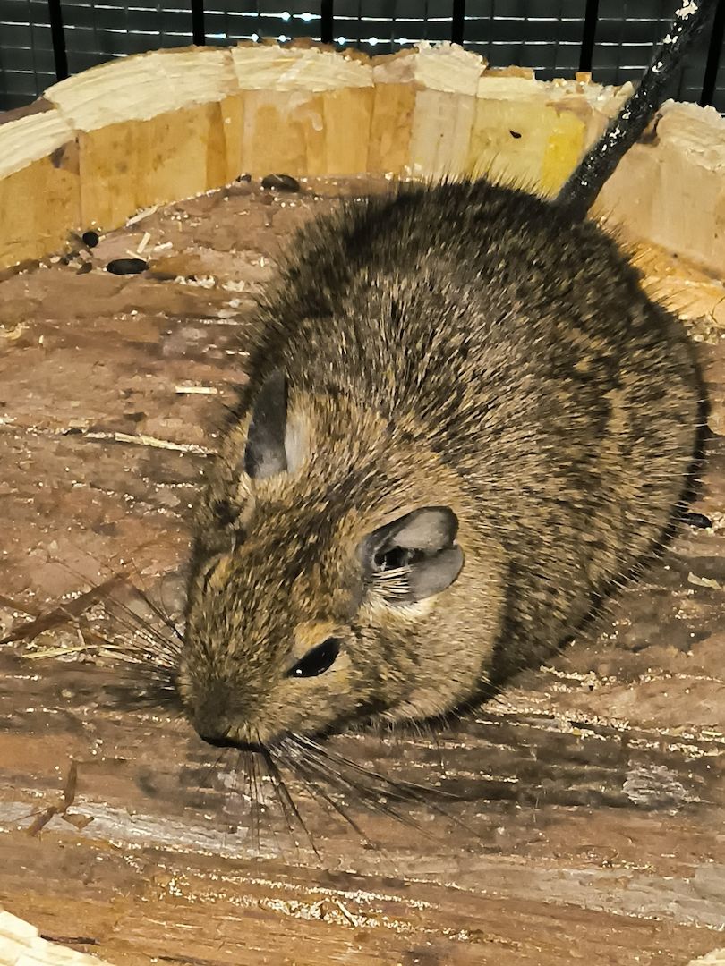 2 Degu Mädchen