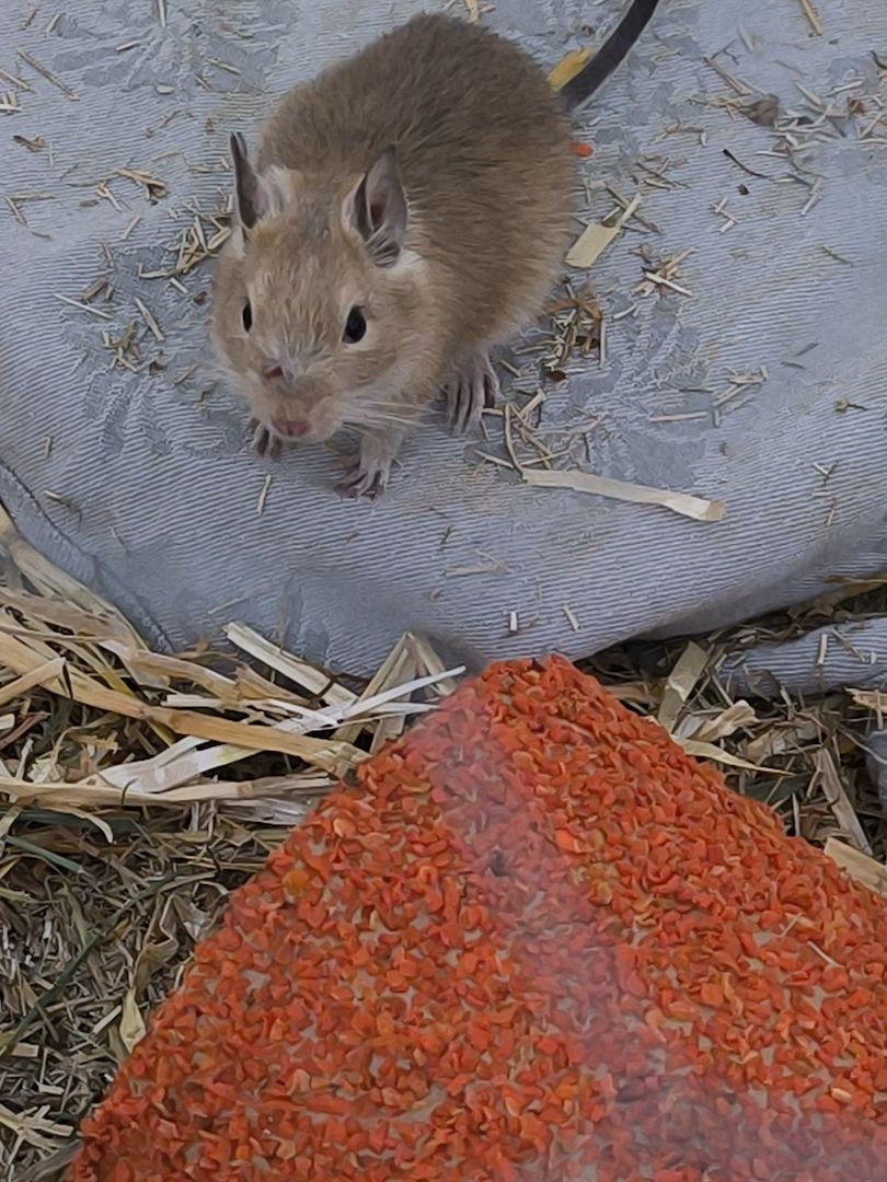 2 Degu Mädchen