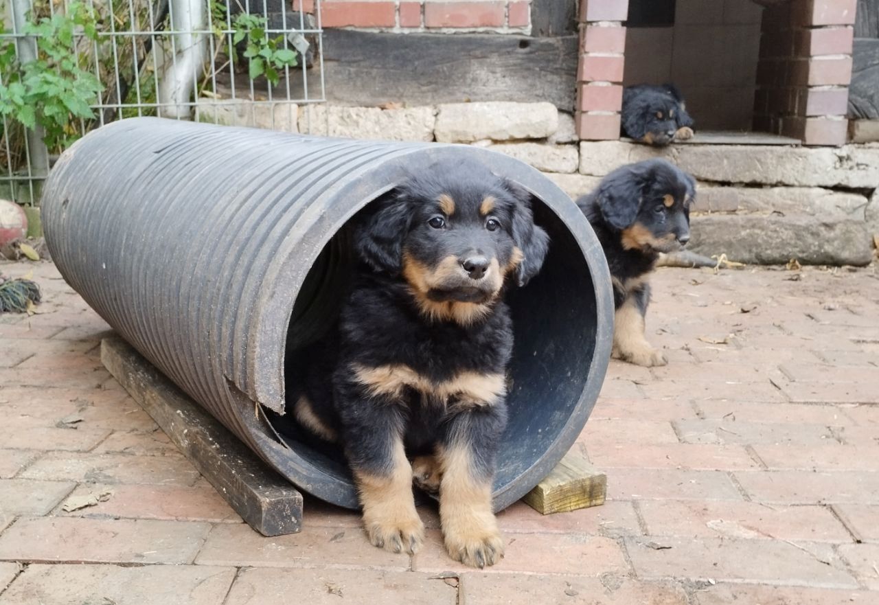 Klein Mika, ein Hovawartwelpe, von unserem M- Wurf, sucht noch neue Familie!