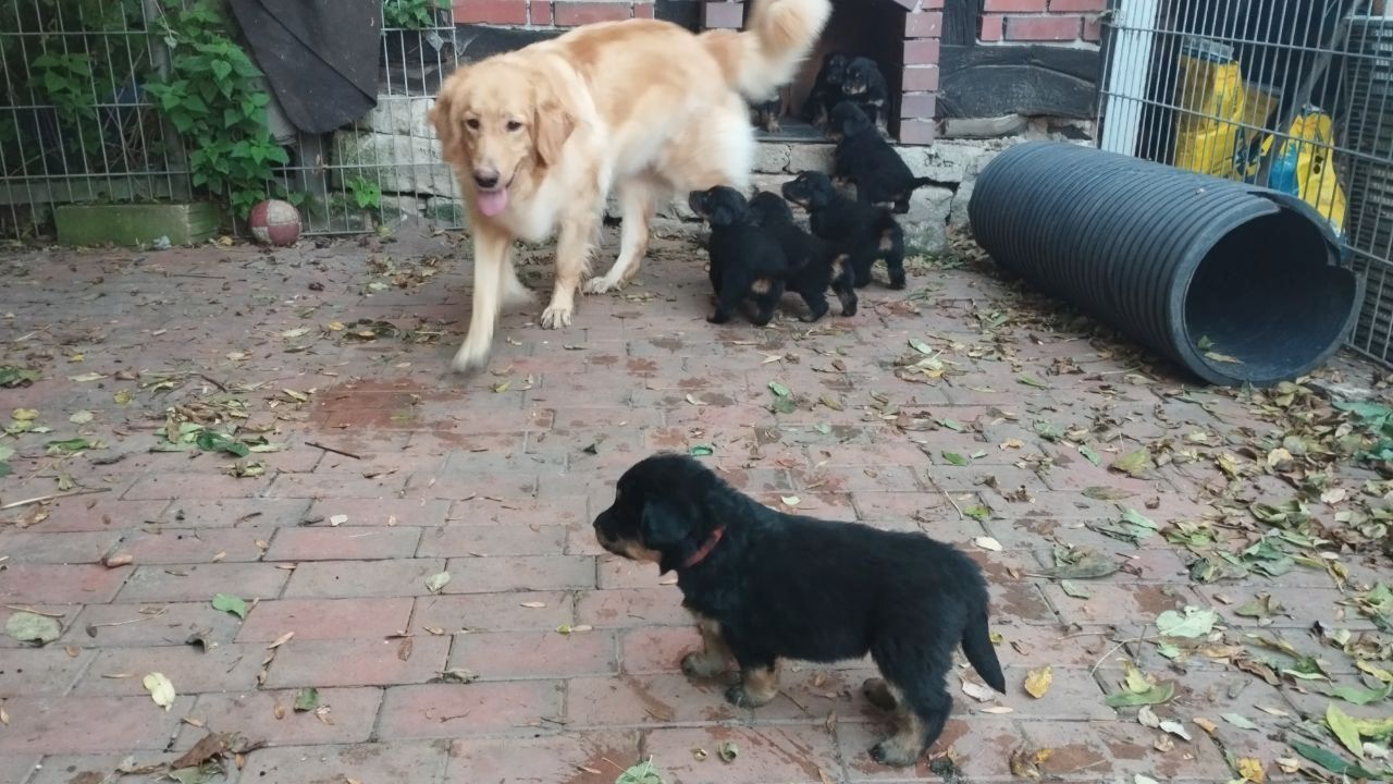 Klein Mika, ein Hovawartwelpe, von unserem M- Wurf, sucht noch neue Familie!