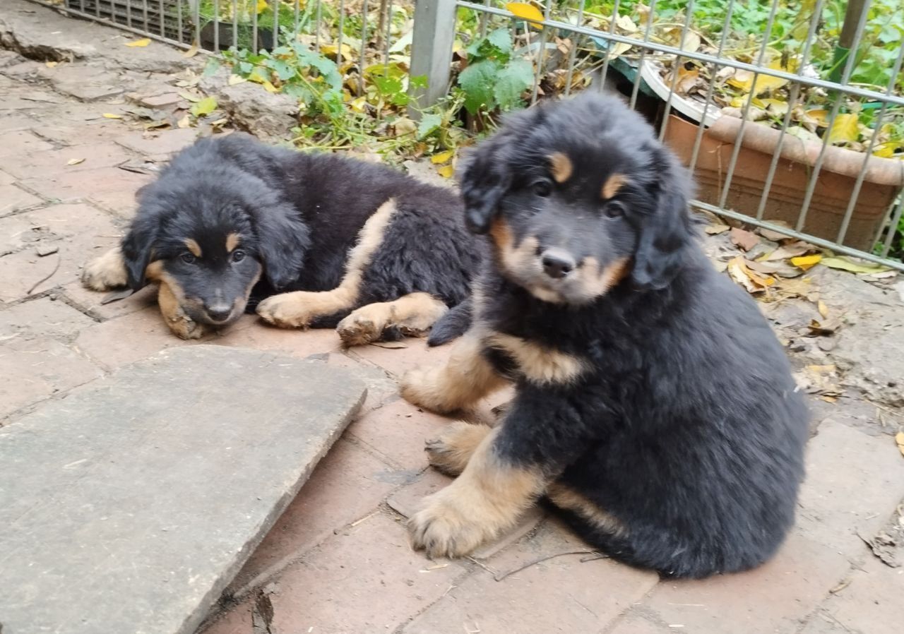 Klein Mika, ein Hovawartwelpe, von unserem M- Wurf, sucht noch neue Familie!