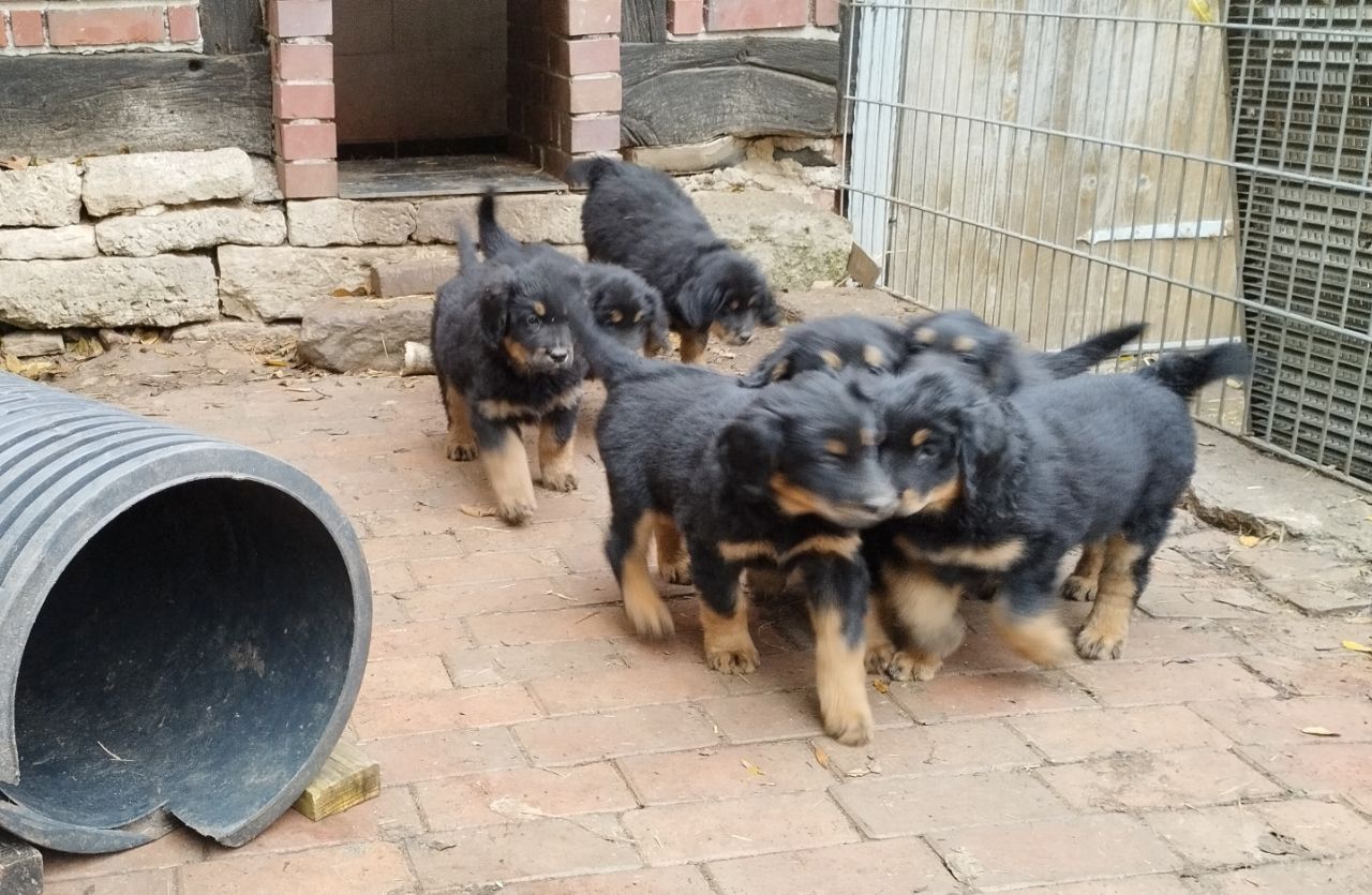 Klein Mika, ein Hovawartwelpe, von unserem M- Wurf, sucht noch neue Familie!