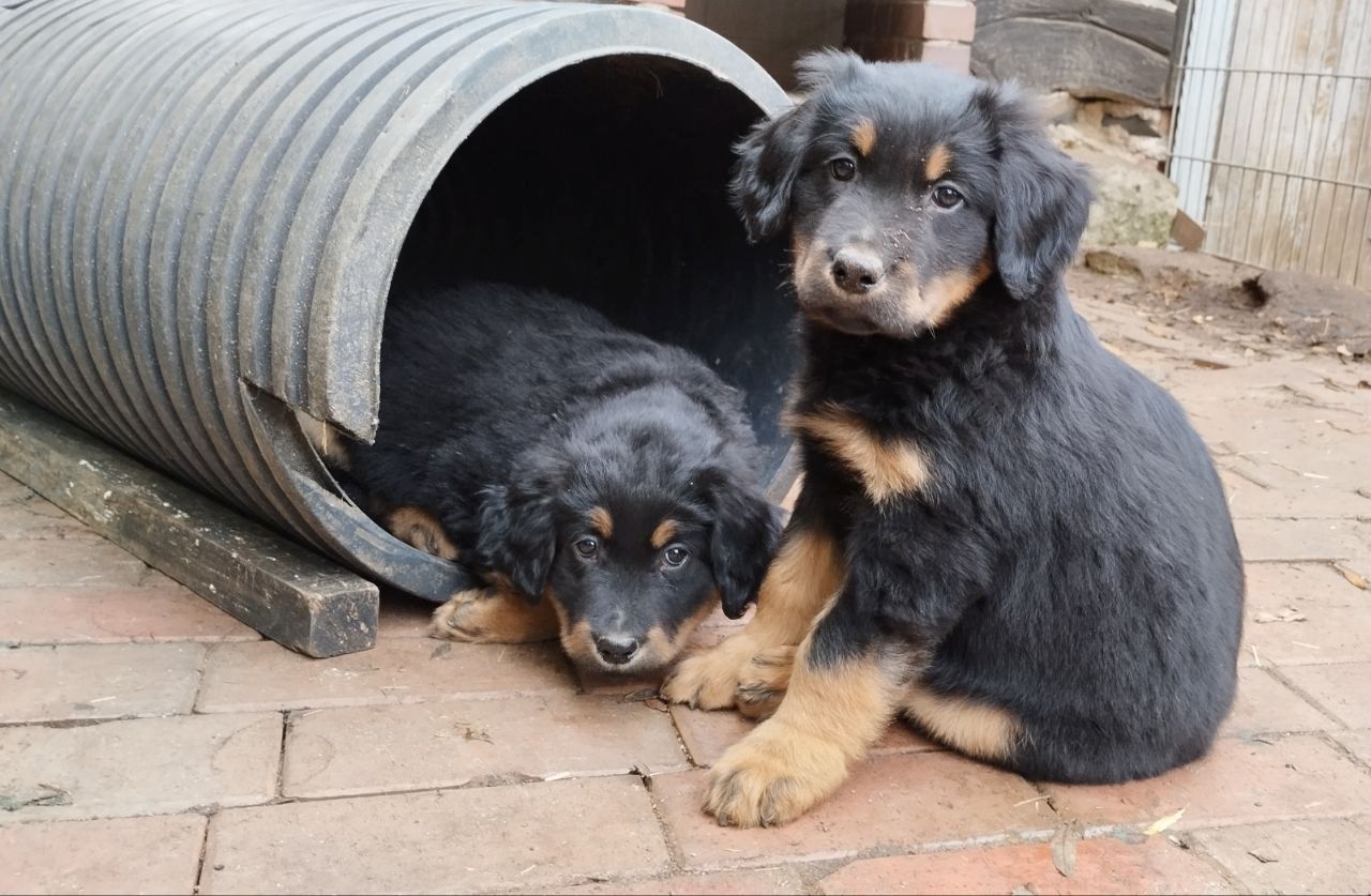 Klein Mika, ein Hovawartwelpe, von unserem M- Wurf, sucht noch neue Familie!