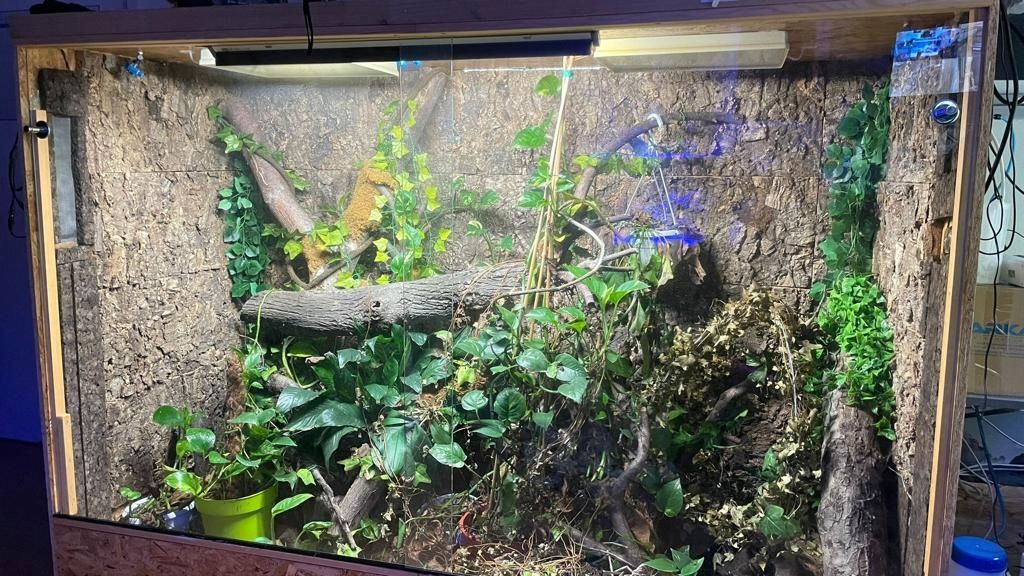 Teppichpython samt Terrarium