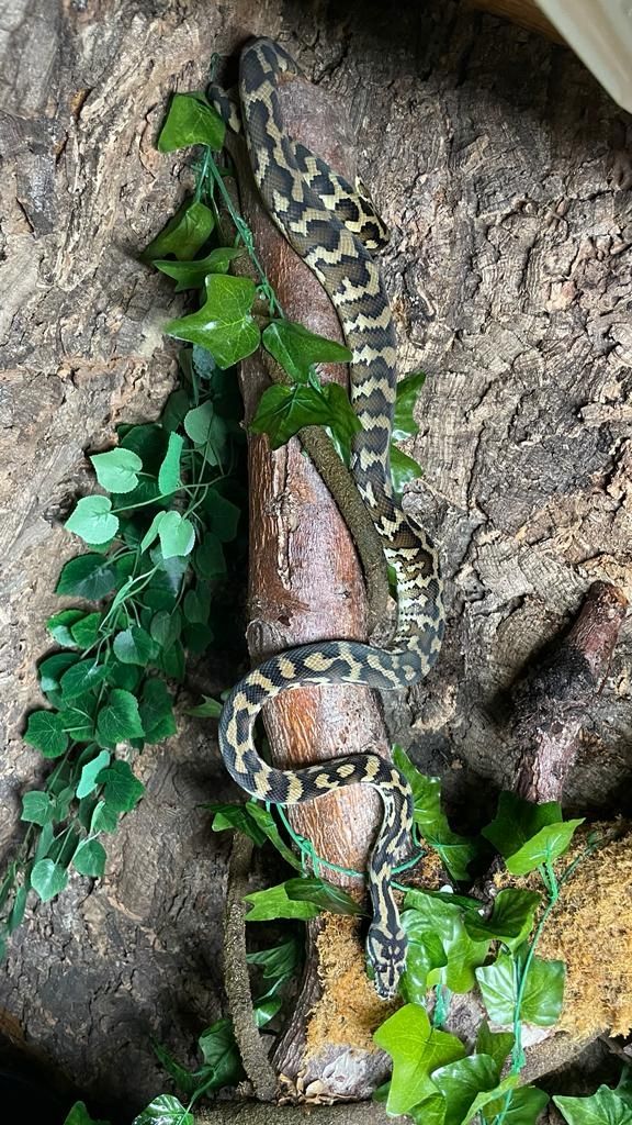 Teppichpython samt Terrarium