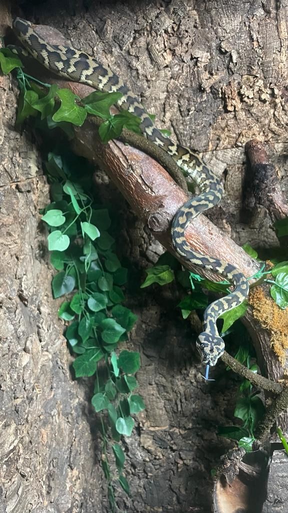 Teppichpython samt Terrarium