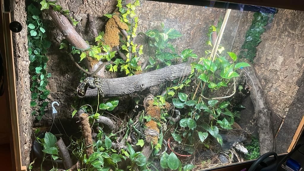 Teppichpython samt Terrarium