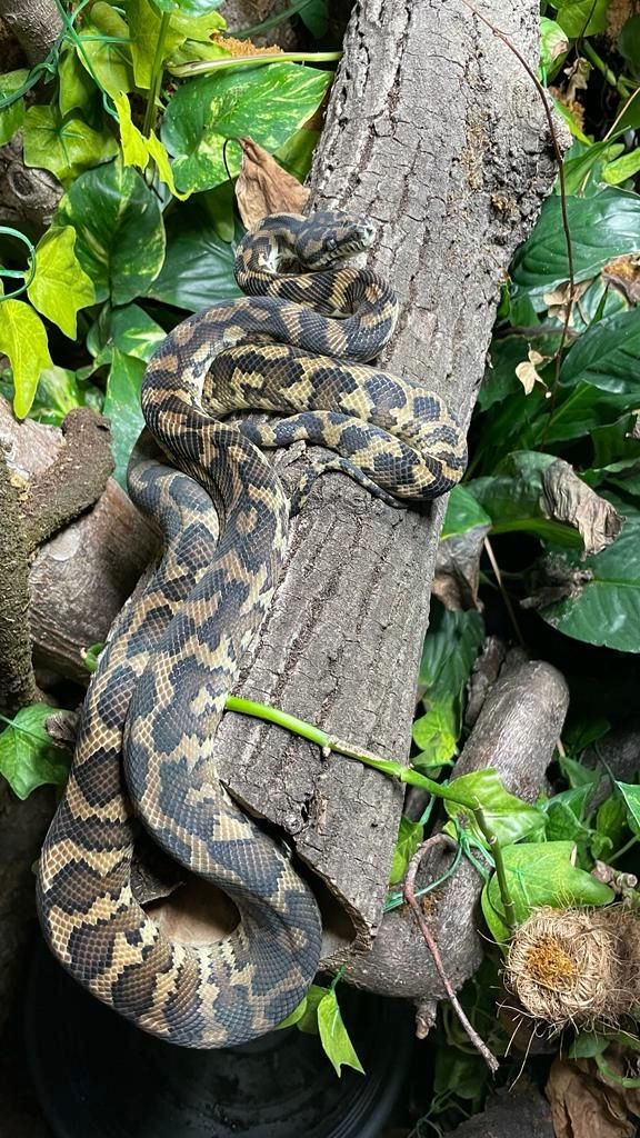 Teppichpython samt Terrarium