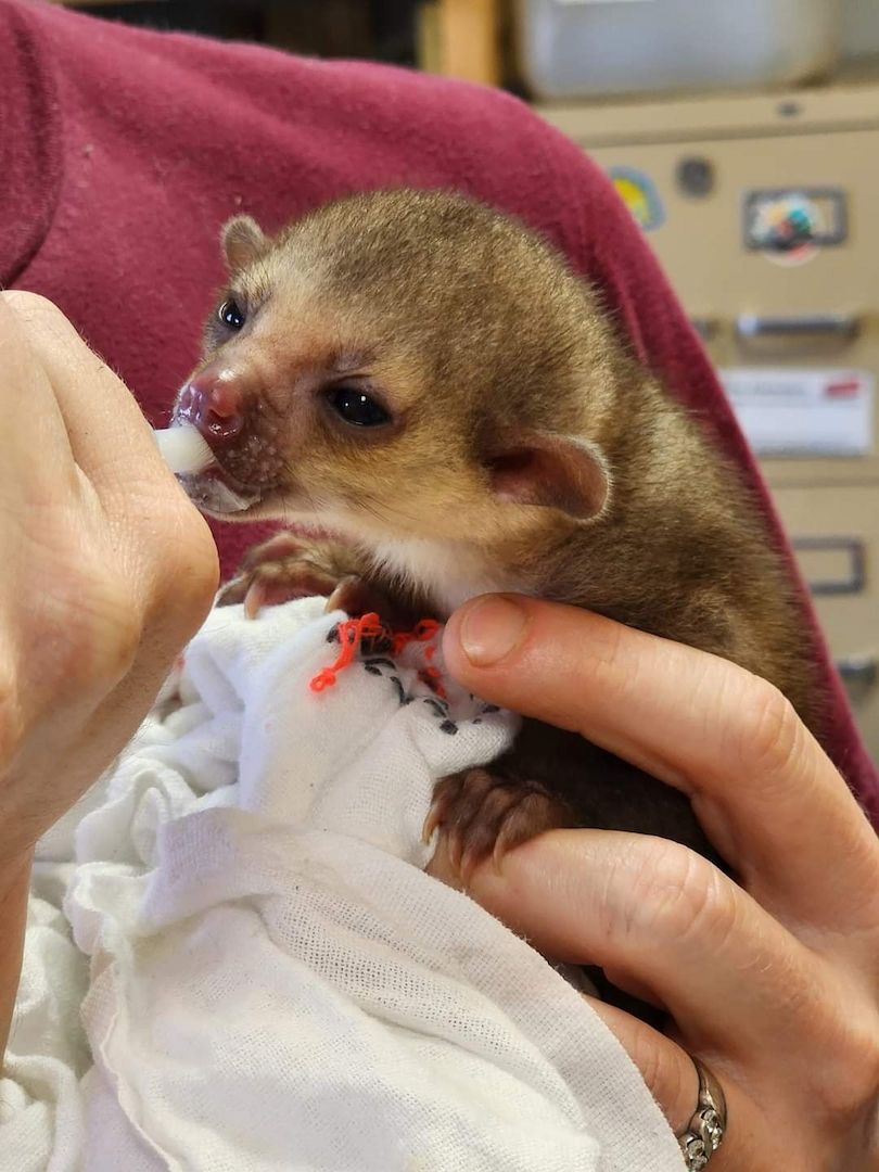 Kinkajou