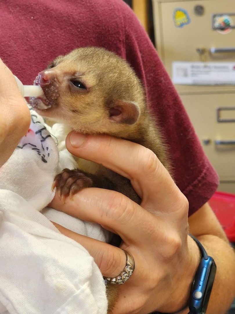 Kinkajou