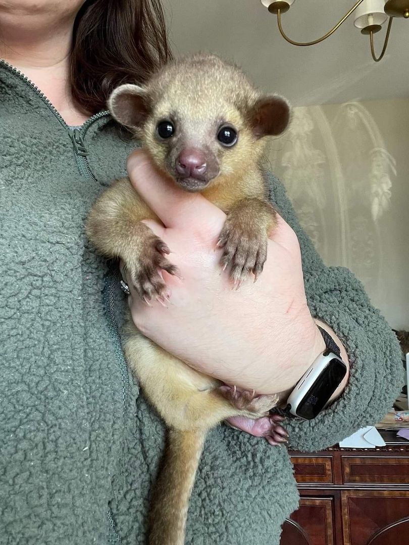 Kinkajou