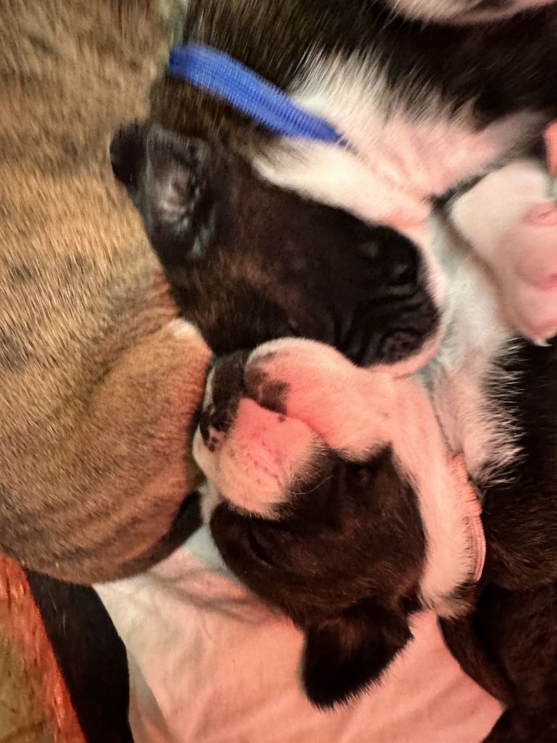 Reinrassige Boxerwelpen