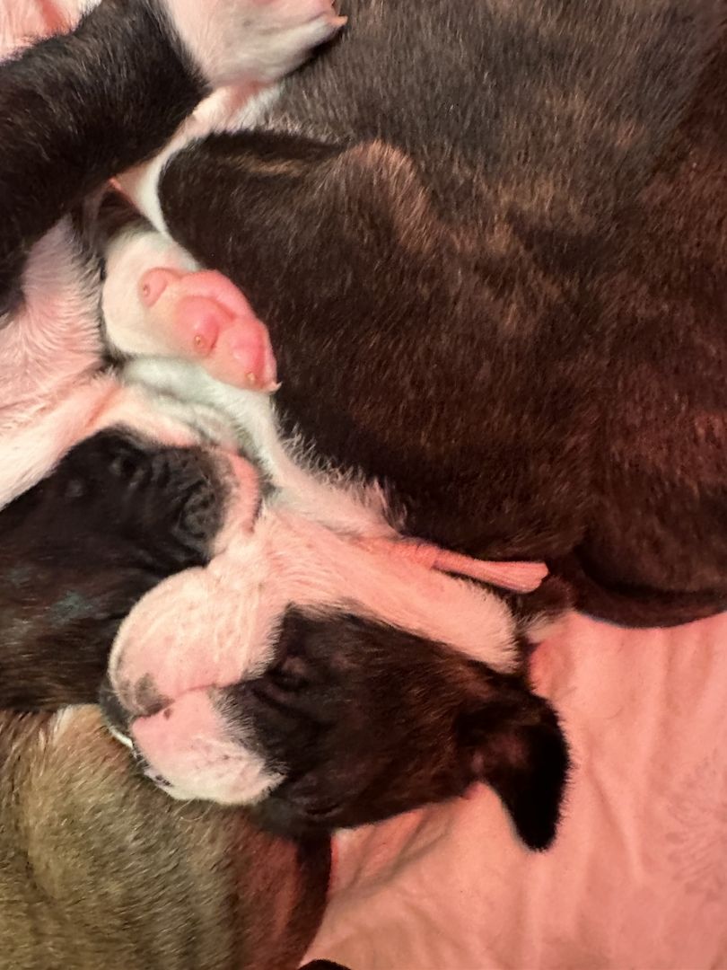 Reinrassige Boxerwelpen