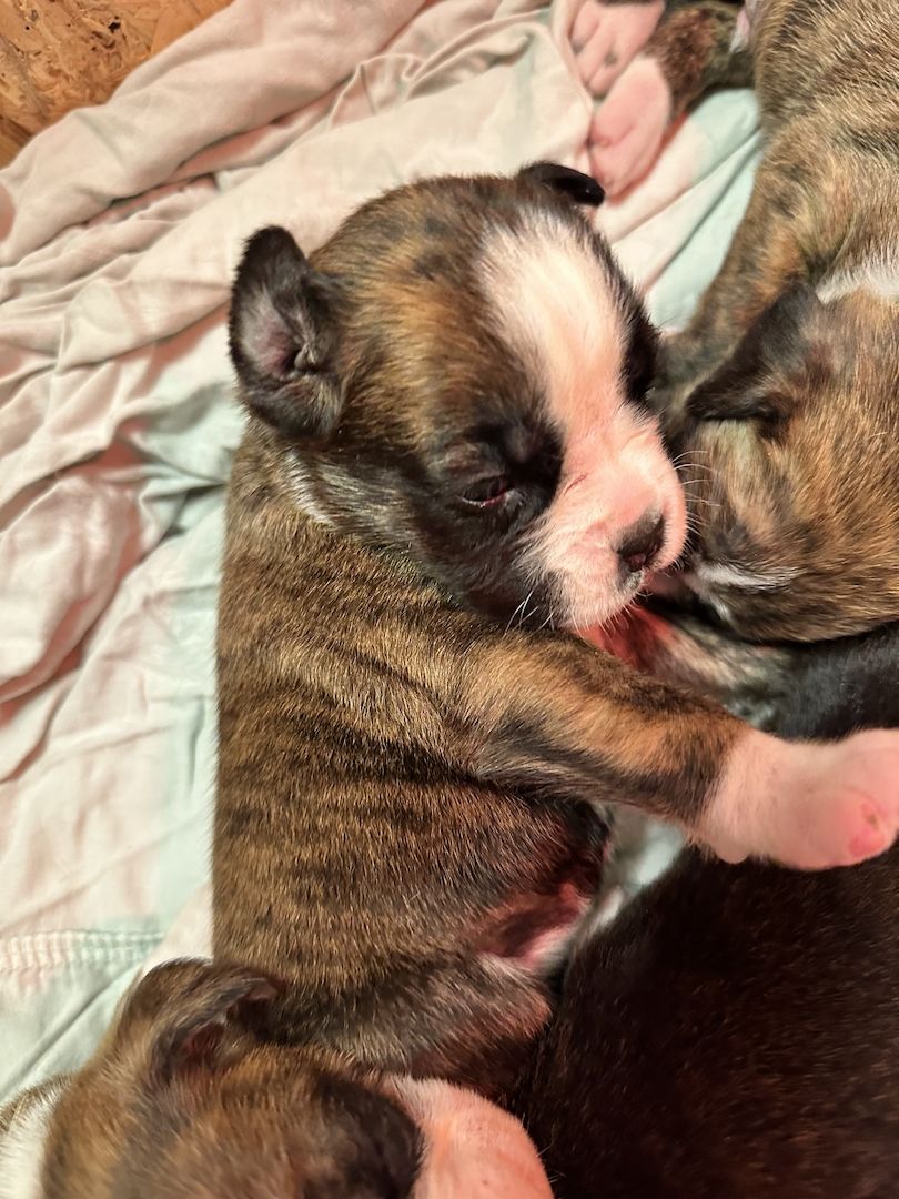 Reinrassige Boxerwelpen