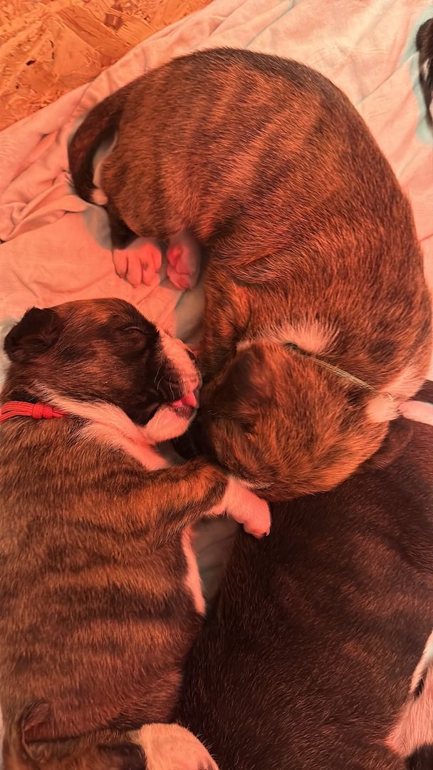 Reinrassige Boxerwelpen