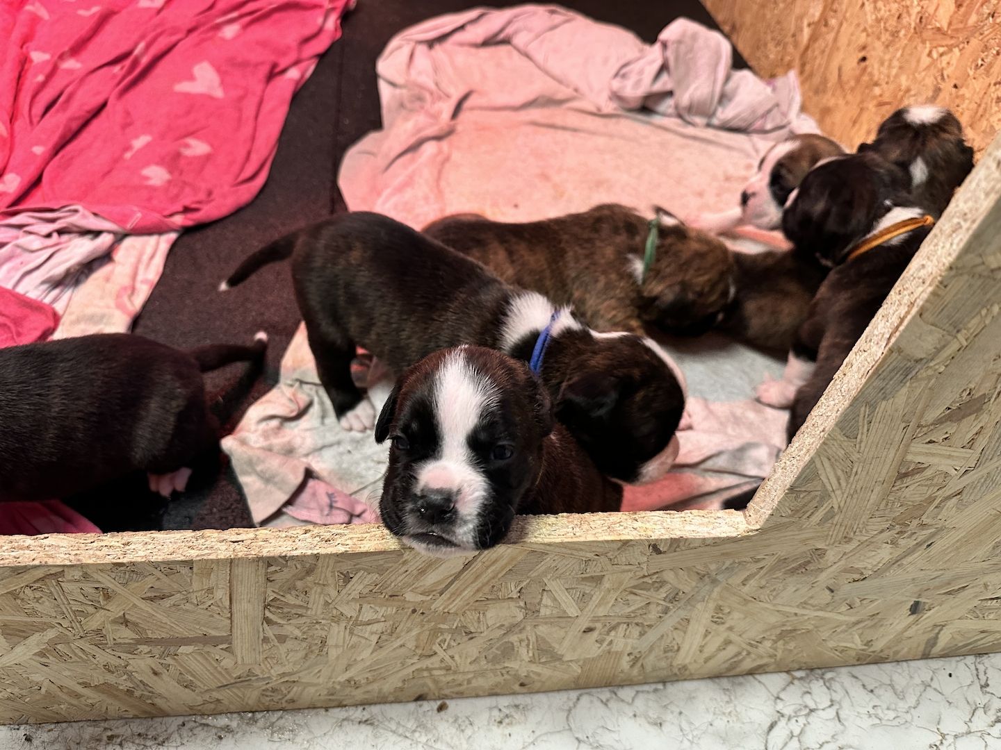 Reinrassige Boxerwelpen