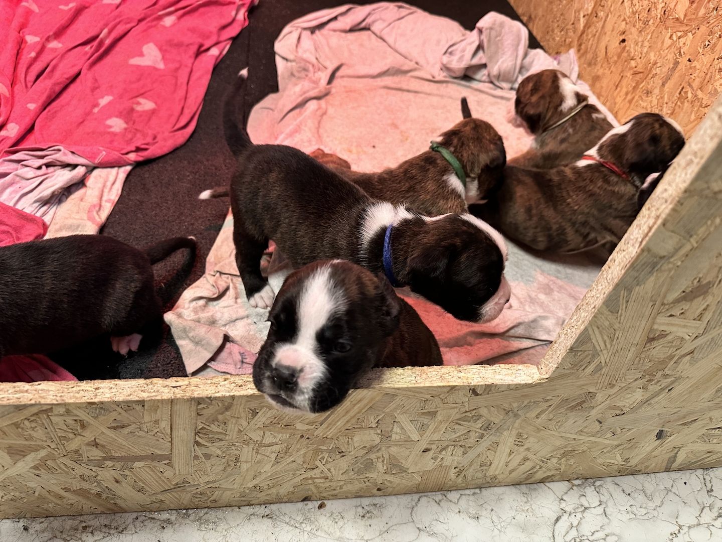 Reinrassige Boxerwelpen