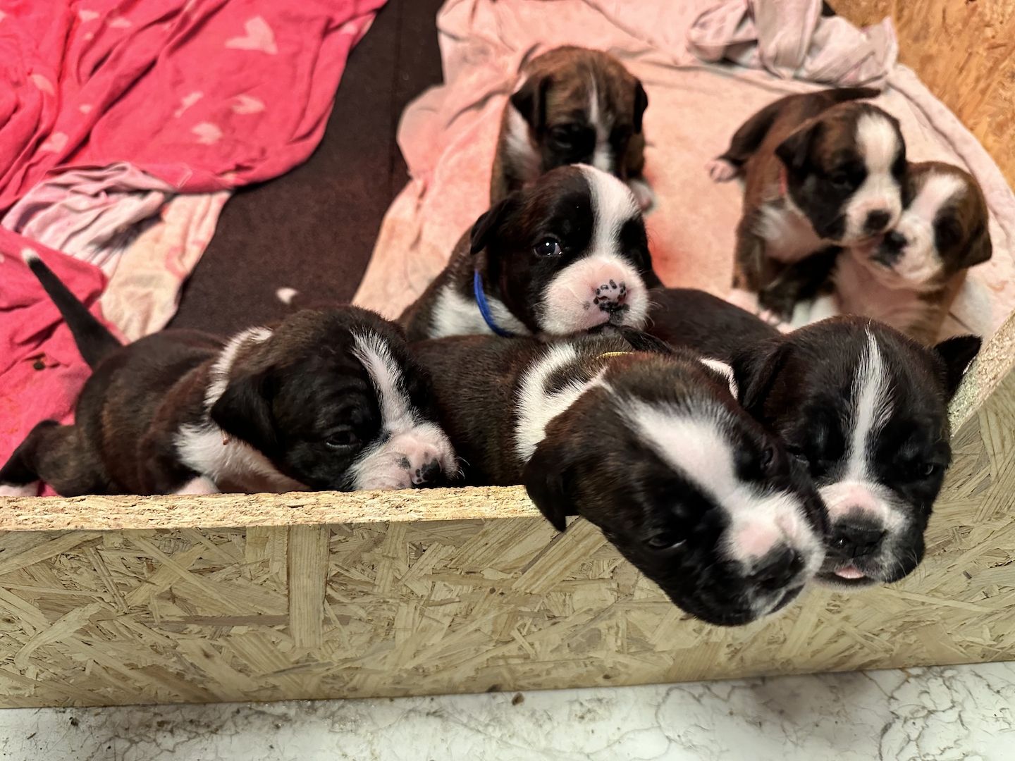 Reinrassige Boxerwelpen