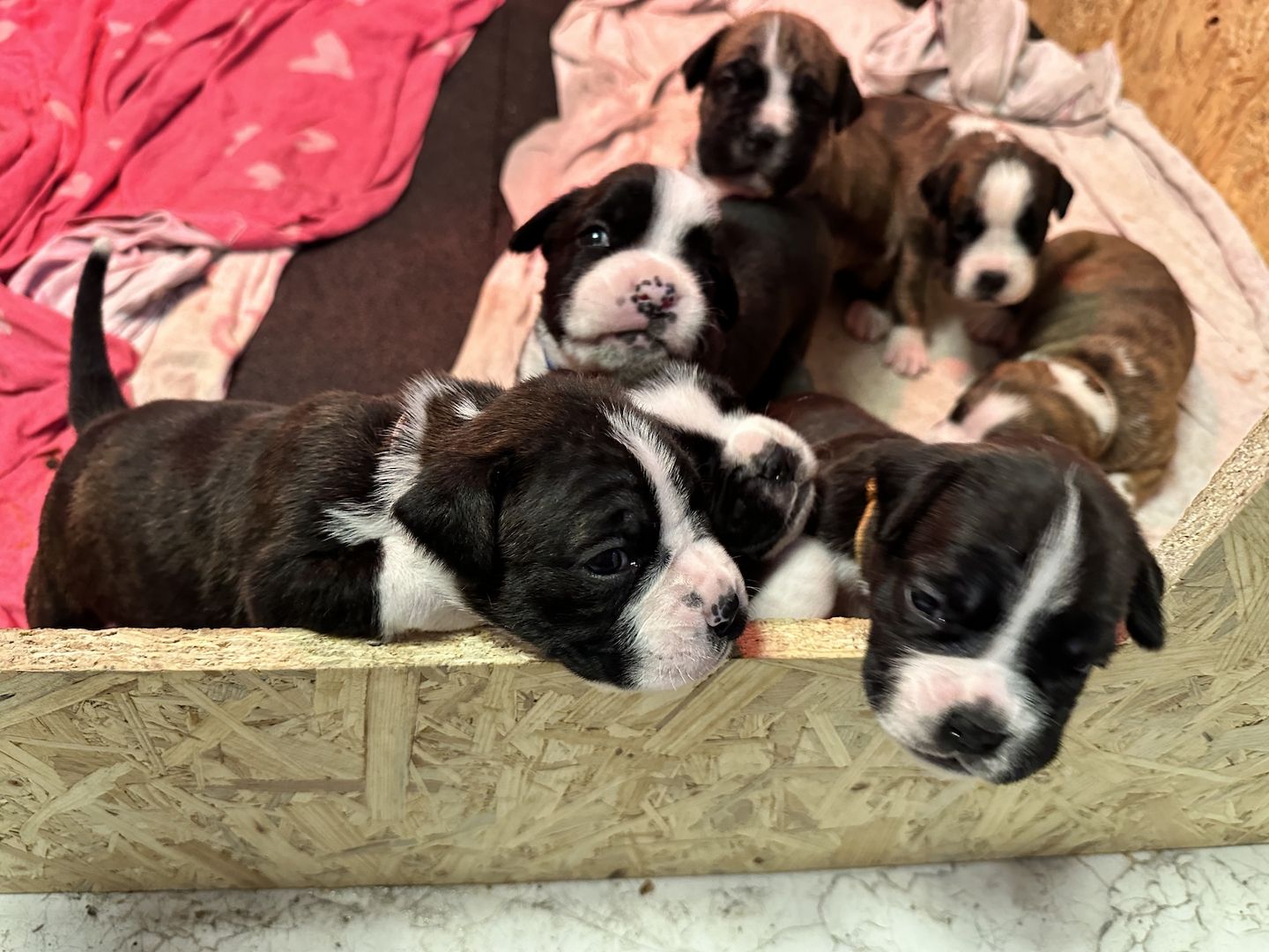 Reinrassige Boxerwelpen