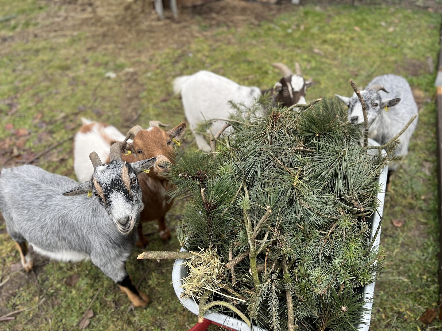 Zwergziegen Böckchen kastriert kerngesund