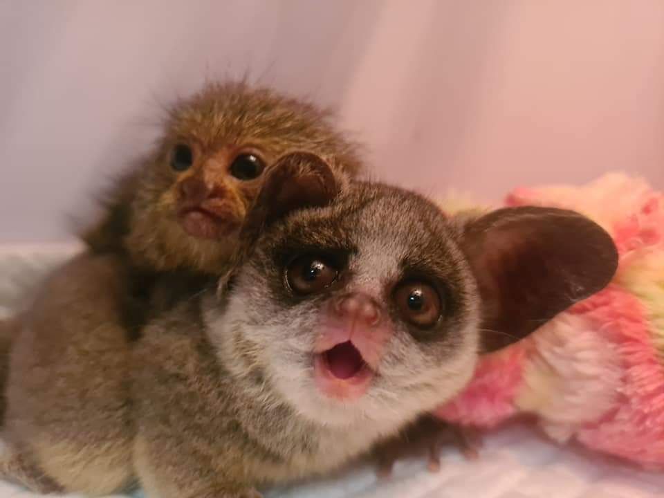 Weißbüschelaffe und Buschbaby