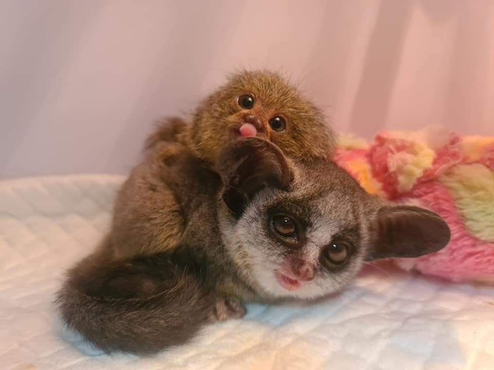 Weißbüschelaffe und Buschbaby