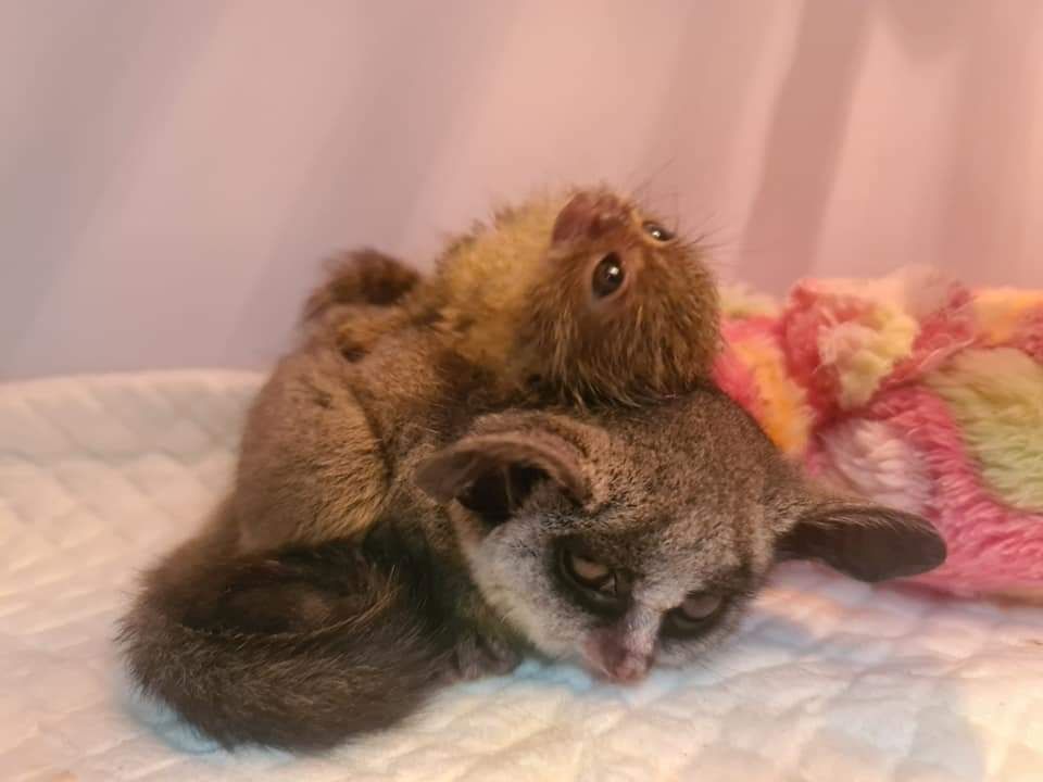 Weißbüschelaffe und Buschbaby