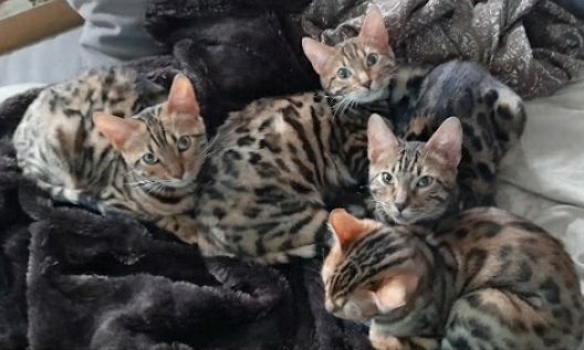 Bengal-Kitten suchen neues Zuhause 