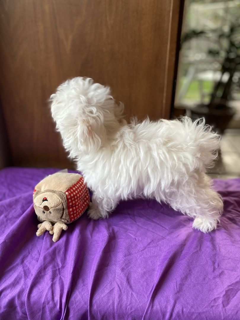 Bezaubernde Süße kleine Malteser