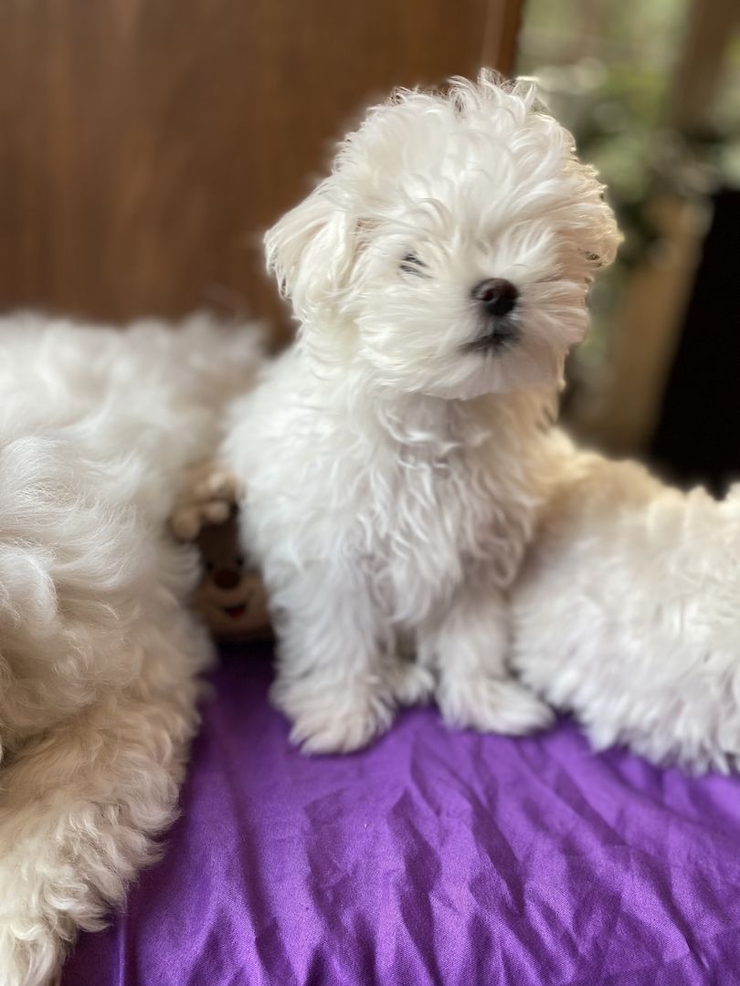 Bezaubernde Süße kleine Malteser