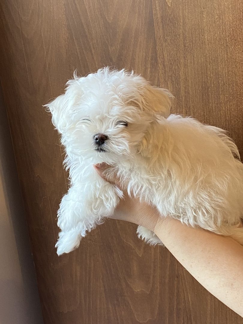 Bezaubernde Süße kleine Malteser