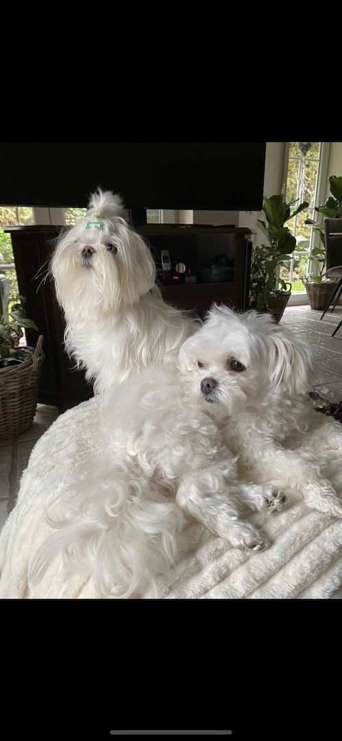 Bezaubernde Süße kleine Malteser