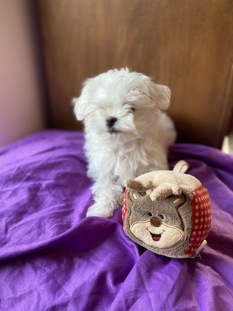 Bezaubernde Süße kleine Malteser