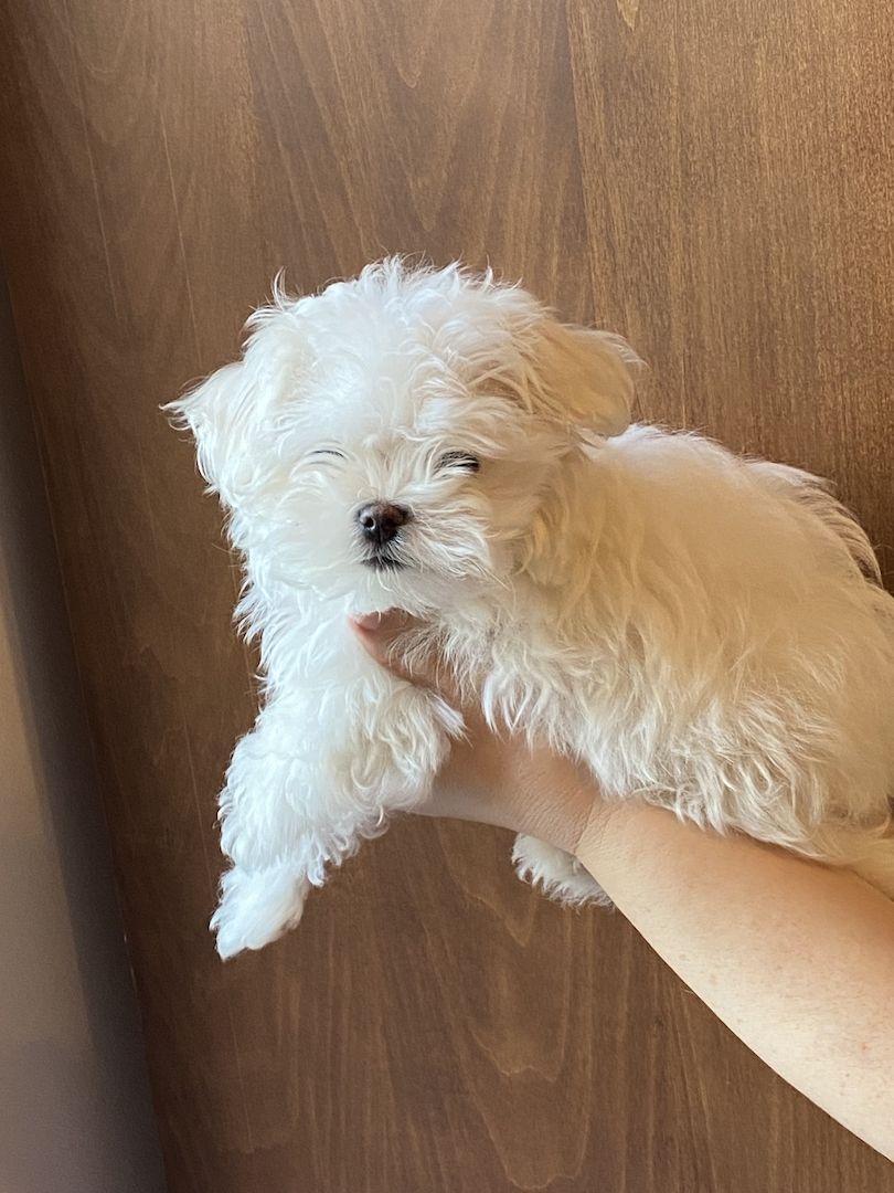 Bezaubernde Süße kleine Malteser