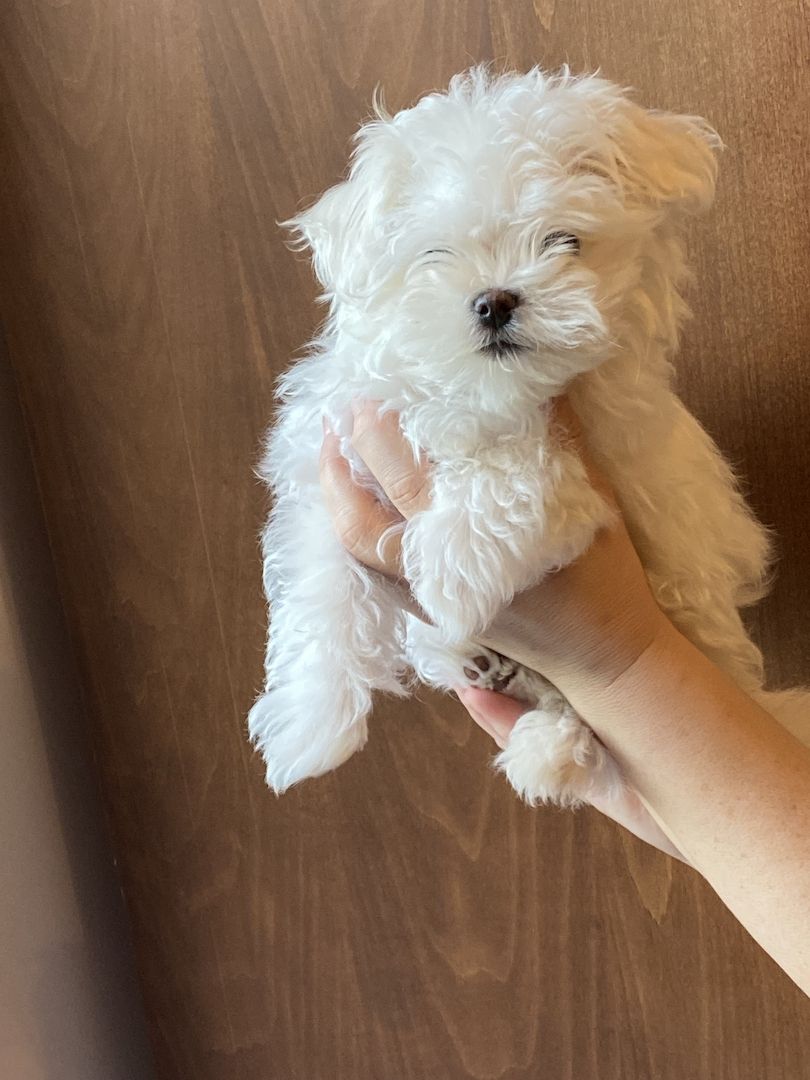 Bezaubernde Süße kleine Malteser