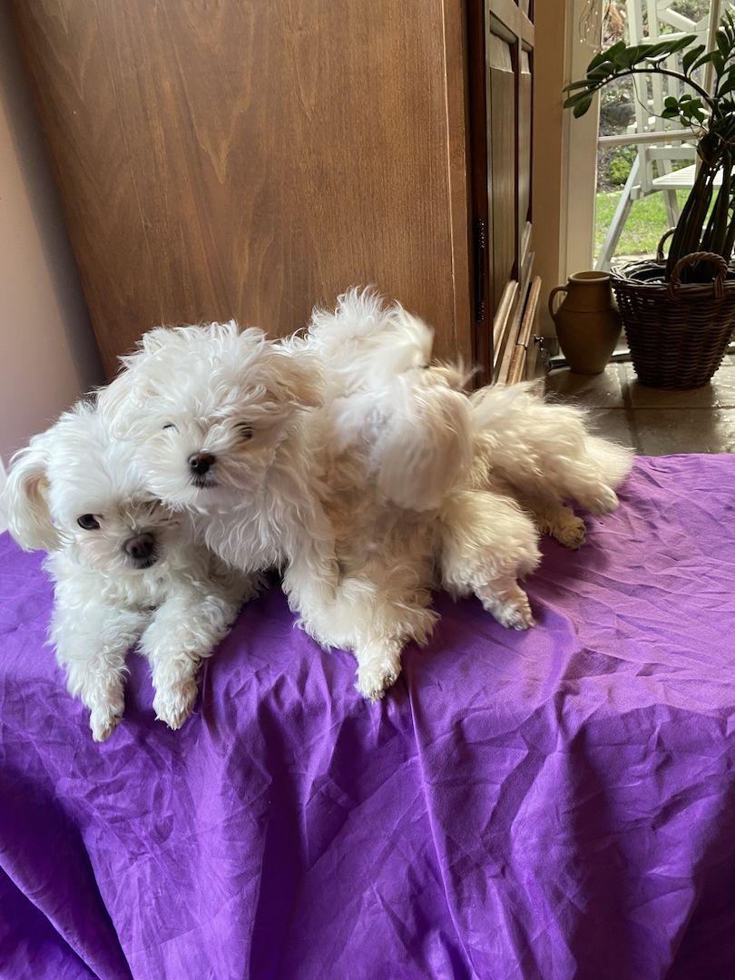 Bezaubernde Süße kleine Malteser