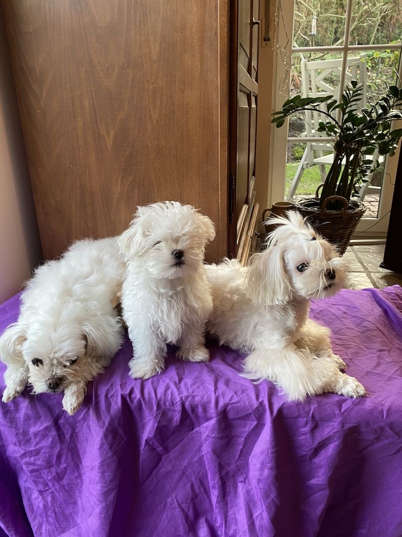 Bezaubernde Süße kleine Malteser