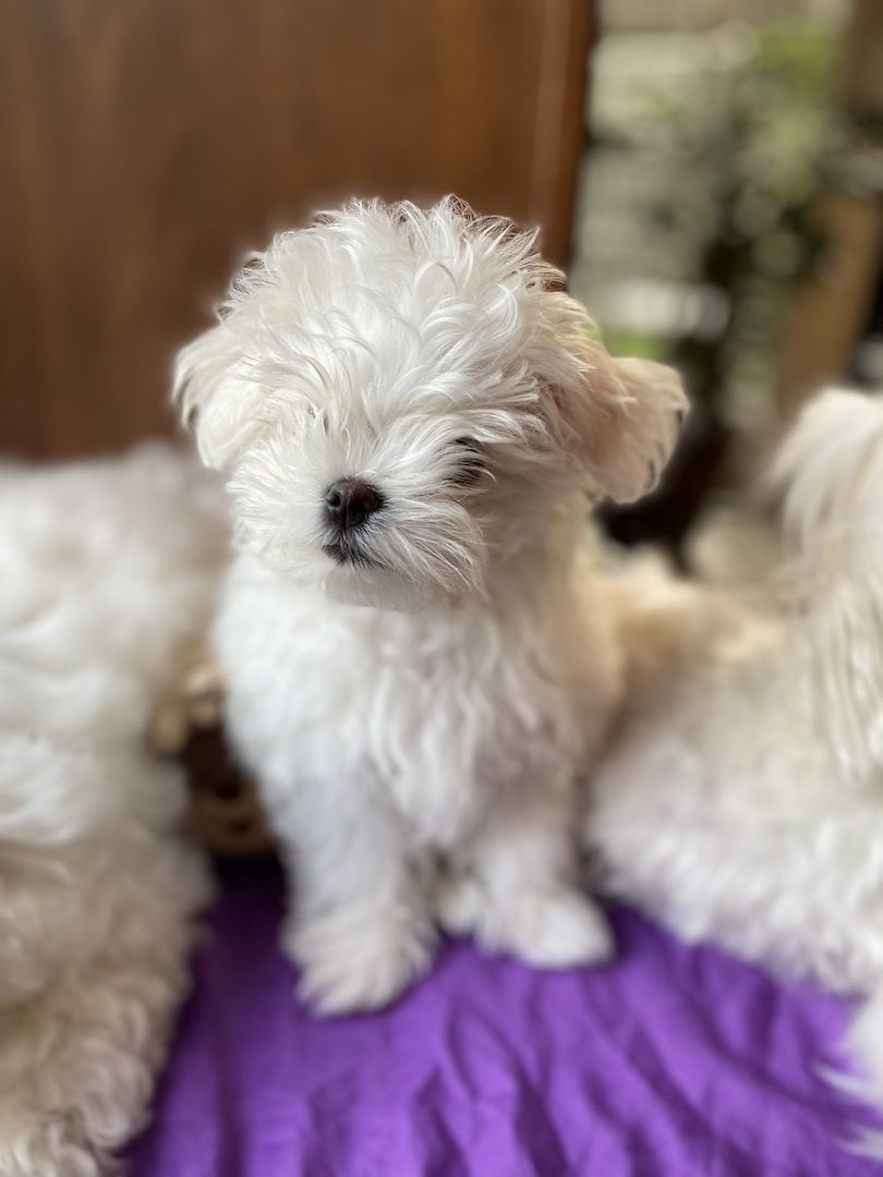 Bezaubernde Süße kleine Malteser