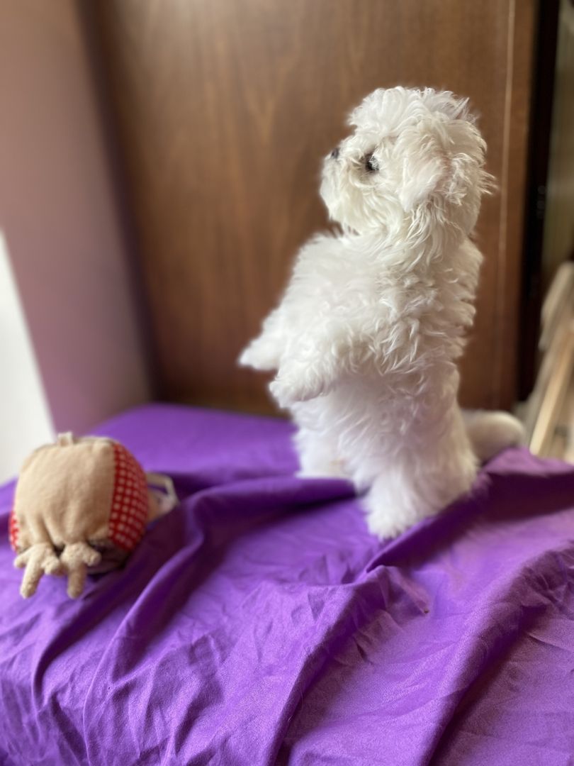 Bezaubernde Süße kleine Malteser