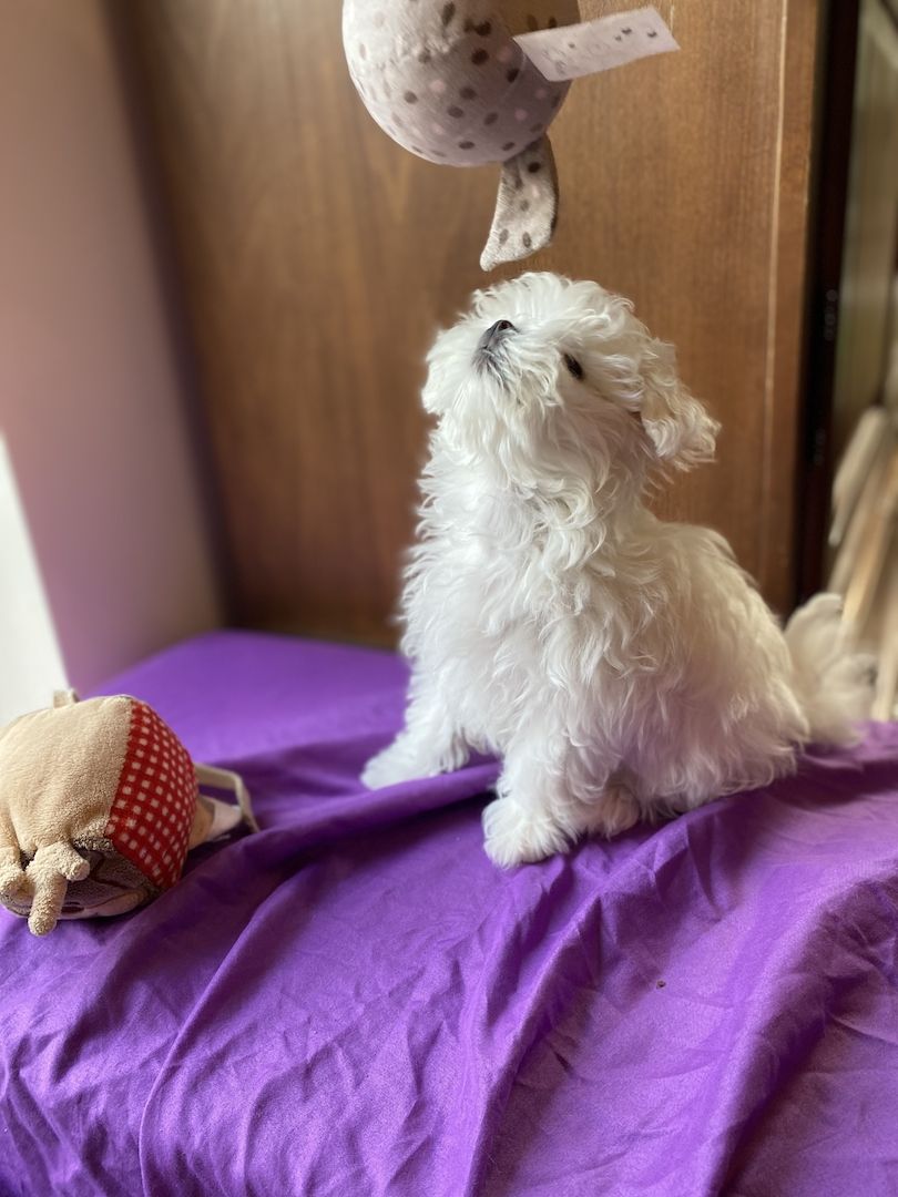 Bezaubernde Süße kleine Malteser